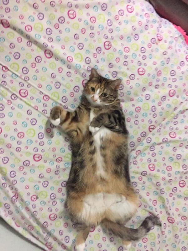 /Images/uploads/Minnesota Spay Neuter Assistance Program/MNSNAP/entries/9497.jpg